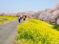 【埼玉県】日本のさくらの名所100選！菜の花とのコラボ「熊谷桜堤」