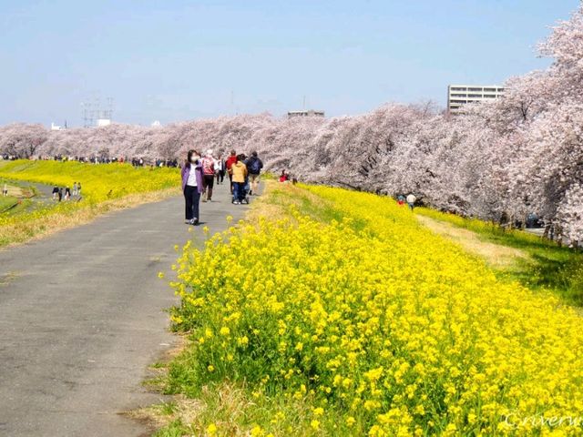 【埼玉県】日本のさくらの名所100選！菜の花とのコラボ「熊谷桜堤」