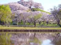 【埼玉県】SNS人気に！古墳の上に咲く桜の木「さきたま古墳」
