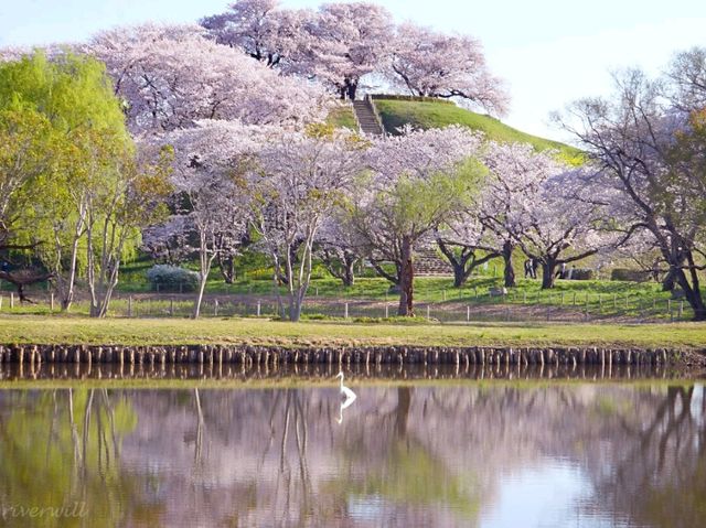 【埼玉県】SNS人気に！古墳の上に咲く桜の木「さきたま古墳」