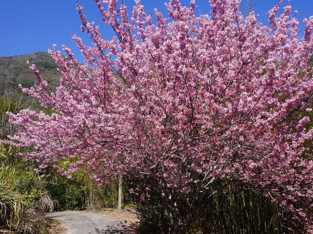 三光茶園櫻花美景