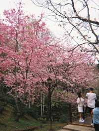 每年櫻花季必來🌸