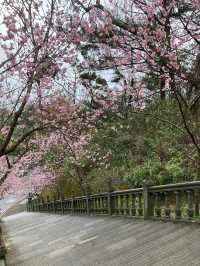 碧山巖櫻花步道賞櫻美景