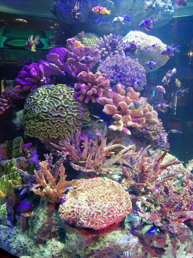 曼谷暹羅海洋世界的奇幻之旅 🌊🐠