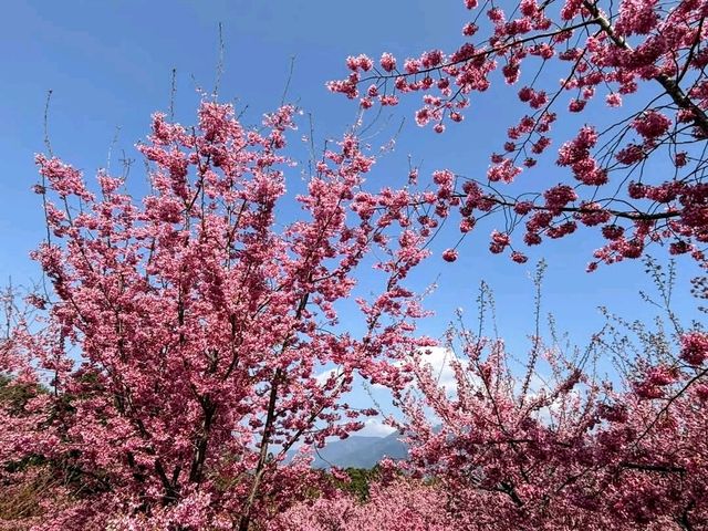福壽山千櫻園，上千株櫻花現正滿開中！