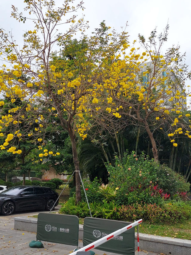 深圳荔枝公園：城市中的綠意避風港 🍃🌳