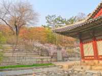 🌸따뜻한 봄에 나들이하기 좋은 곳, 서울 창경궁🏰🌳