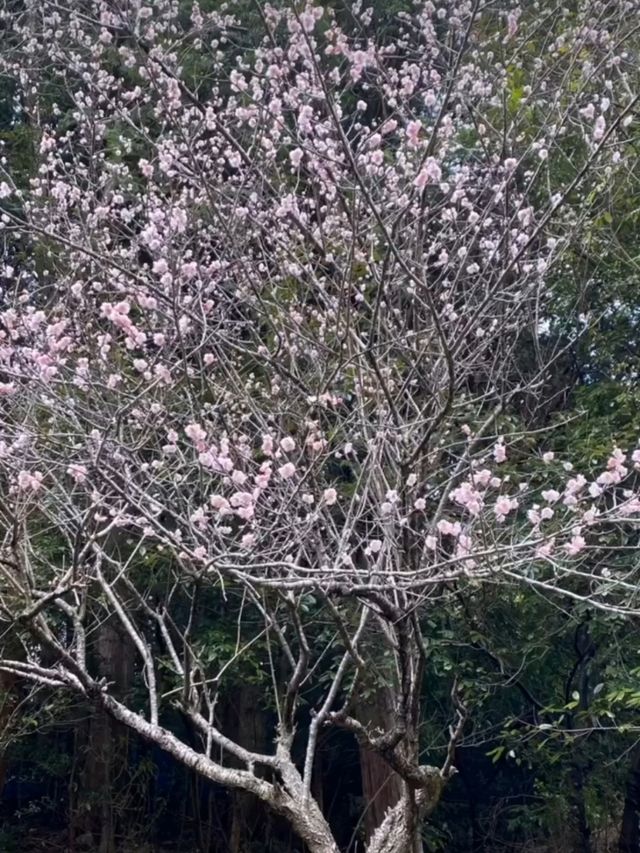 徳島県南部の梅の名所