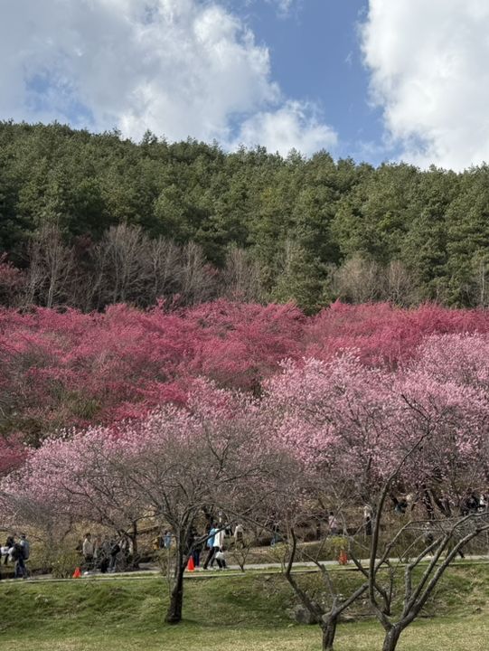 武陵農場櫻花季