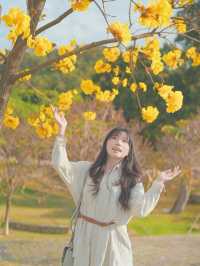  ## 香港秘境！東涌黃風鈴徑，邂逅春日限定的金色浪漫！🌼✨