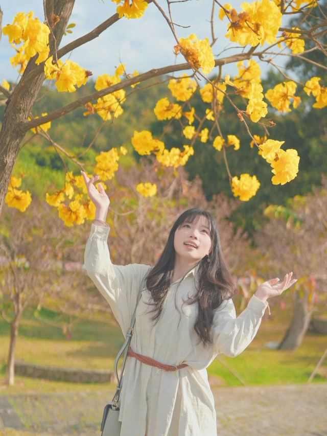  ## 香港秘境！東涌黃風鈴徑，邂逅春日限定的金色浪漫！🌼✨