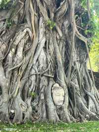 🇹🇭✅ワット・マハタート攻略ガイド｜アユタヤの神秘を体験 🌿