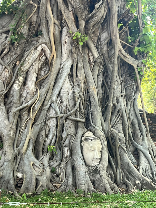 🇹🇭✅ワット・マハタート攻略ガイド｜アユタヤの神秘を体験 🌿