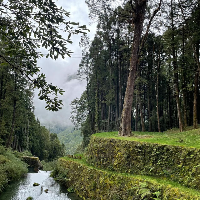 金面山親山步道～迷人綠野