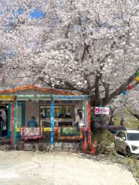 🌸벚꽃시즌🌸하동 벚꽃놀이 코스이대로💗