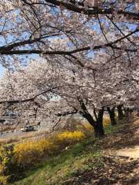  韓國入門款*必去櫻花路*清州無心川賞櫻**