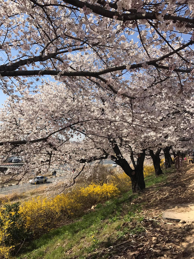  韓國入門款*必去櫻花路*清州無心川賞櫻**