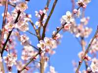 Chasing Sakura at Kairakuen Garden 🌸