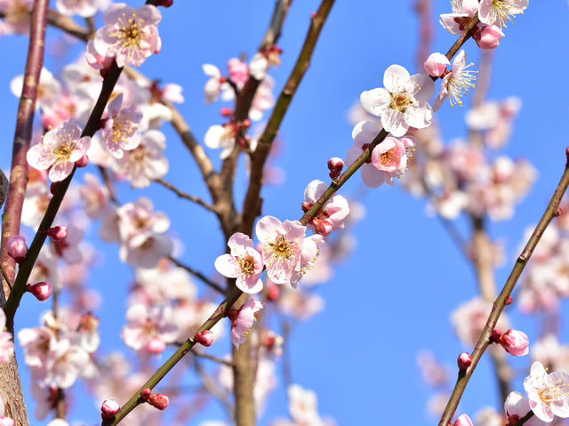 Chasing Sakura at Kairakuen Garden 🌸