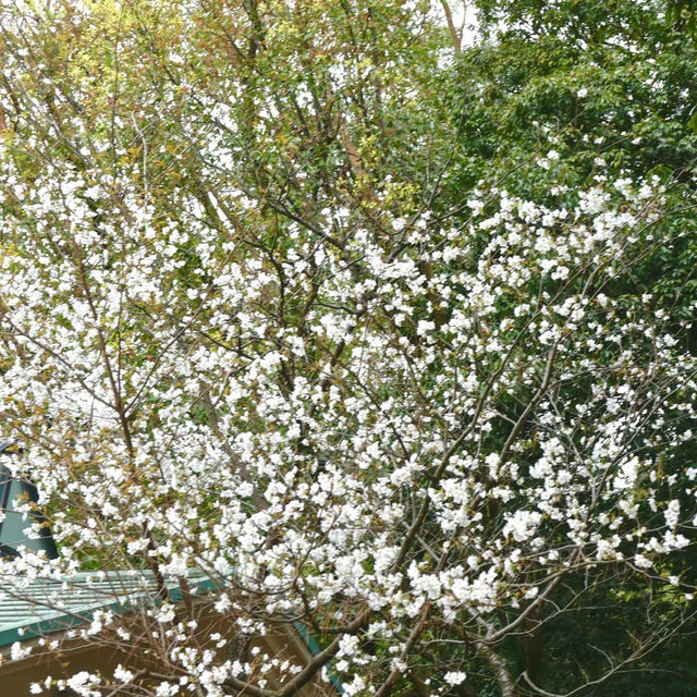 天城展望台•櫻花與海港美景