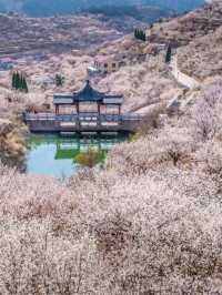 Chasing Sakura at Shandong🌸