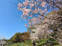 福岡舞鶴公園，市區內最便捷的賞櫻景點