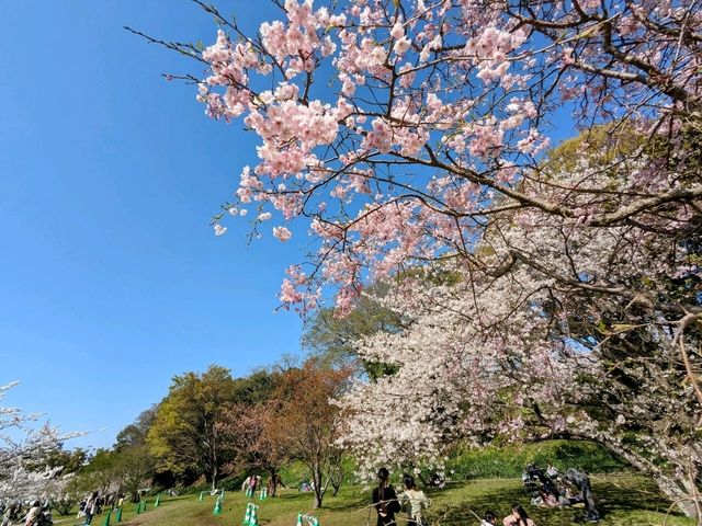 福岡舞鶴公園，市區內最便捷的賞櫻景點
