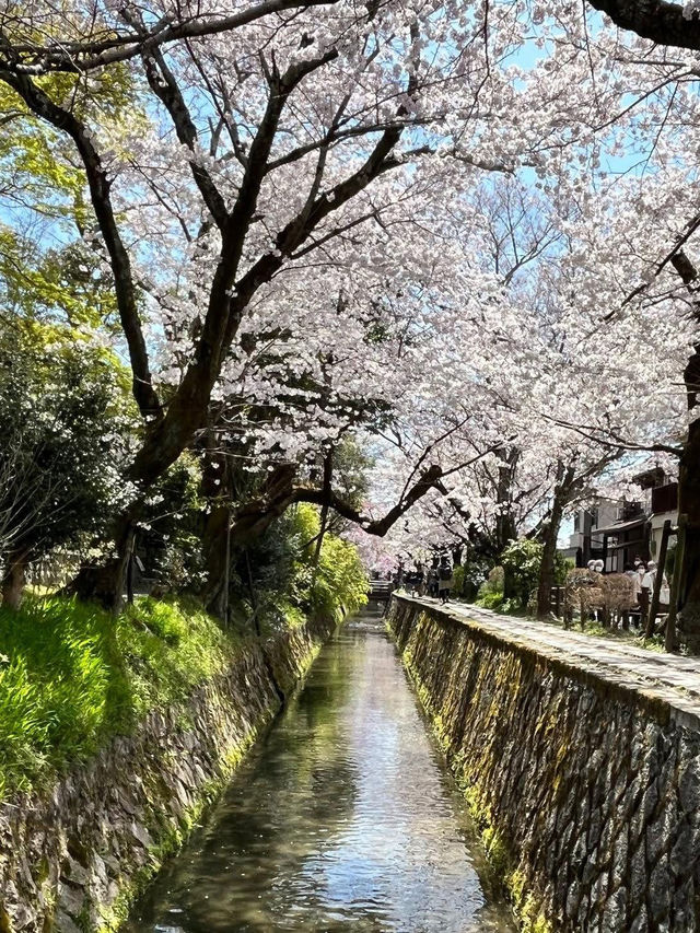 Chasing Sakura at Philosopher’s Path
