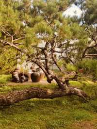 Gurye's Gem: A Must-Visit Juniper Forest