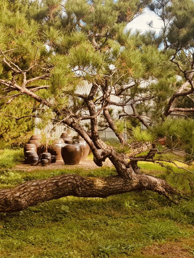 Gurye's Gem: A Must-Visit Juniper Forest