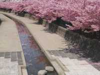 京都淀水路賞櫻美景