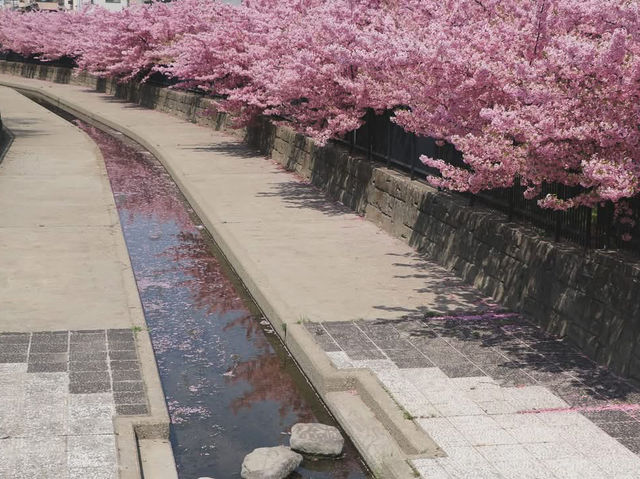 京都淀水路賞櫻美景