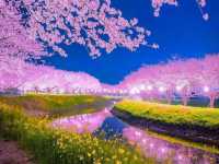 Chasing Sakura at Kusaba River Fukuoka at Night