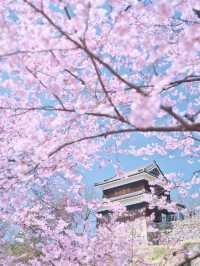 【長野】行かなきゃ損‼️桜と城の絶景🏯濃いピンクの桜ココ🌸