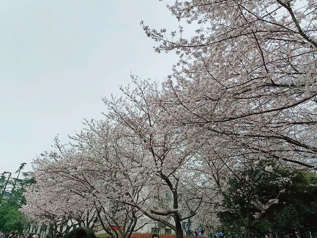 武漢賞櫻之旅：武漢大學櫻花大道