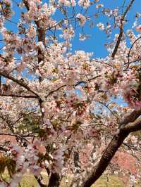 Best place for cherry blossom bloom in Taichung 💐🌸