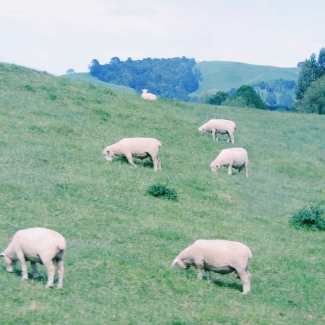 Step Into a Fairytale: Exploring Hobbiton in New Zealand