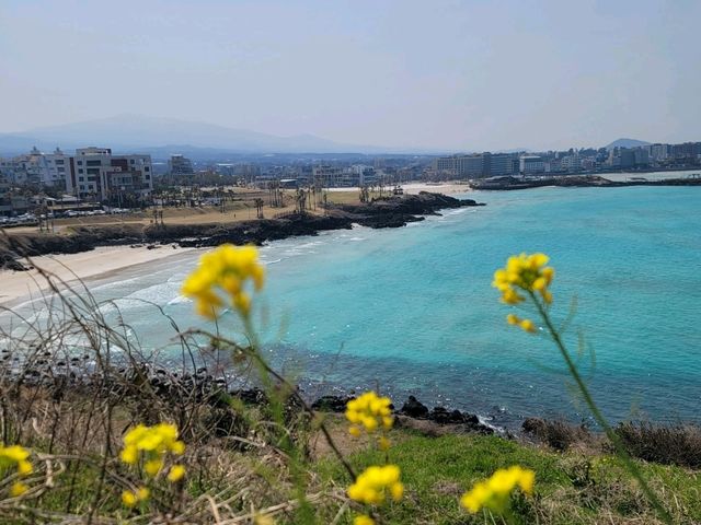 🌼서우봉 – 유채꽃 향기 가득한 봄날의 제주 여행