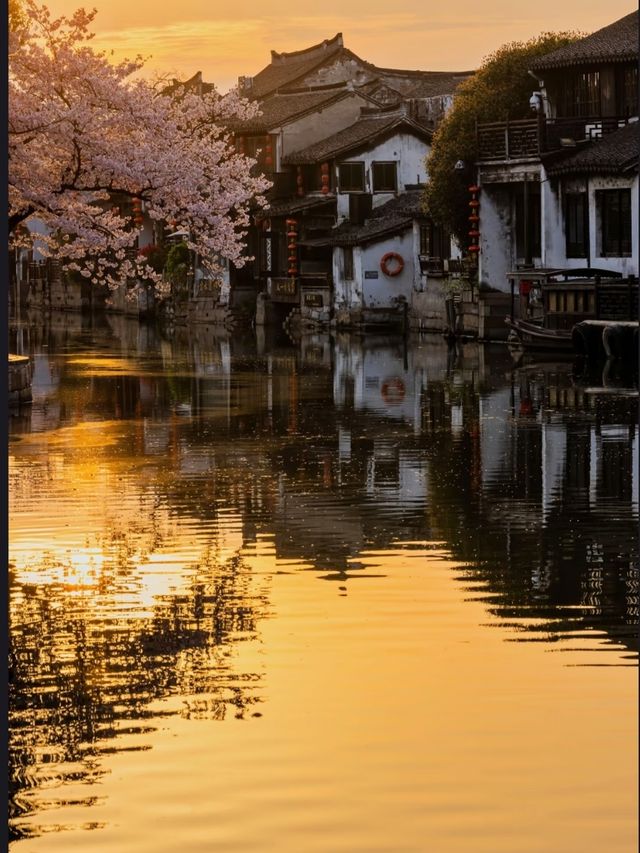 Ancient Town + Sakura: Cherry Blossoms in Xitang Ancient Town