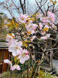 大原三千院賞櫻，古木參天的優雅日式庭園