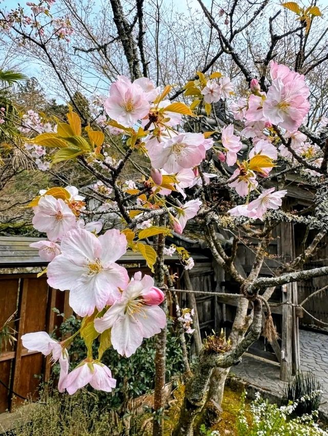 大原三千院賞櫻，古木參天的優雅日式庭園