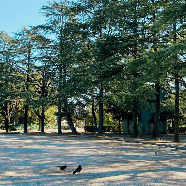 🌼🌿浮間公園～繡球花夢 🌼🌿