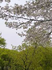 청주 오송 생명 호수공원, 숨겨진 벚꽃 명소 발견!🤍