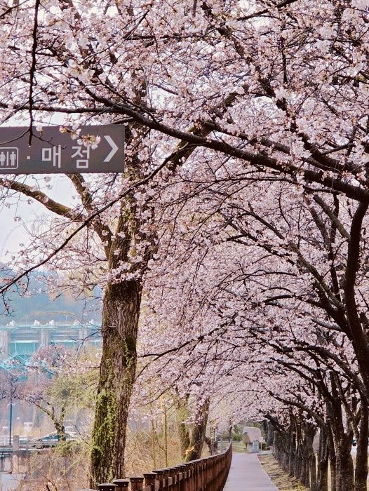 A Breath of Spring Air: Exploring Daecheong Park's Rejuvenating Landscape