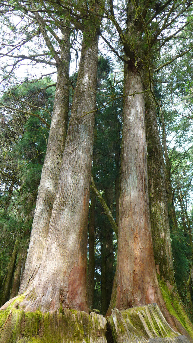 Peaceful Escapes in the Mountains of Alishan, Taiwan