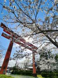 【山口グルメ】和カフェ大貫・山口の桜