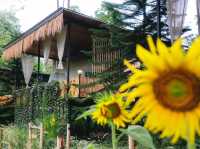 The Forest Camp เขาใหญ่