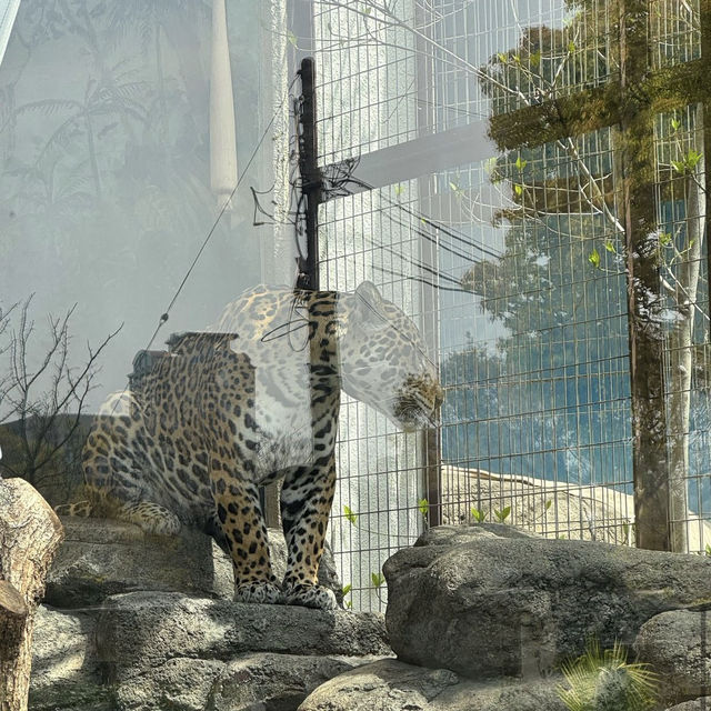 天王寺動物園（Tennoji Zoo） 