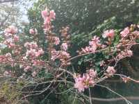 搭DANUBI列車暢遊釜山國家地質公園~太宗台，賞櫻花和玉蘭花。