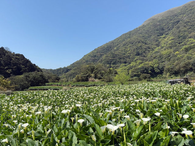 竹子湖海芋季｜小瀑布海芋園的浪漫採花時光